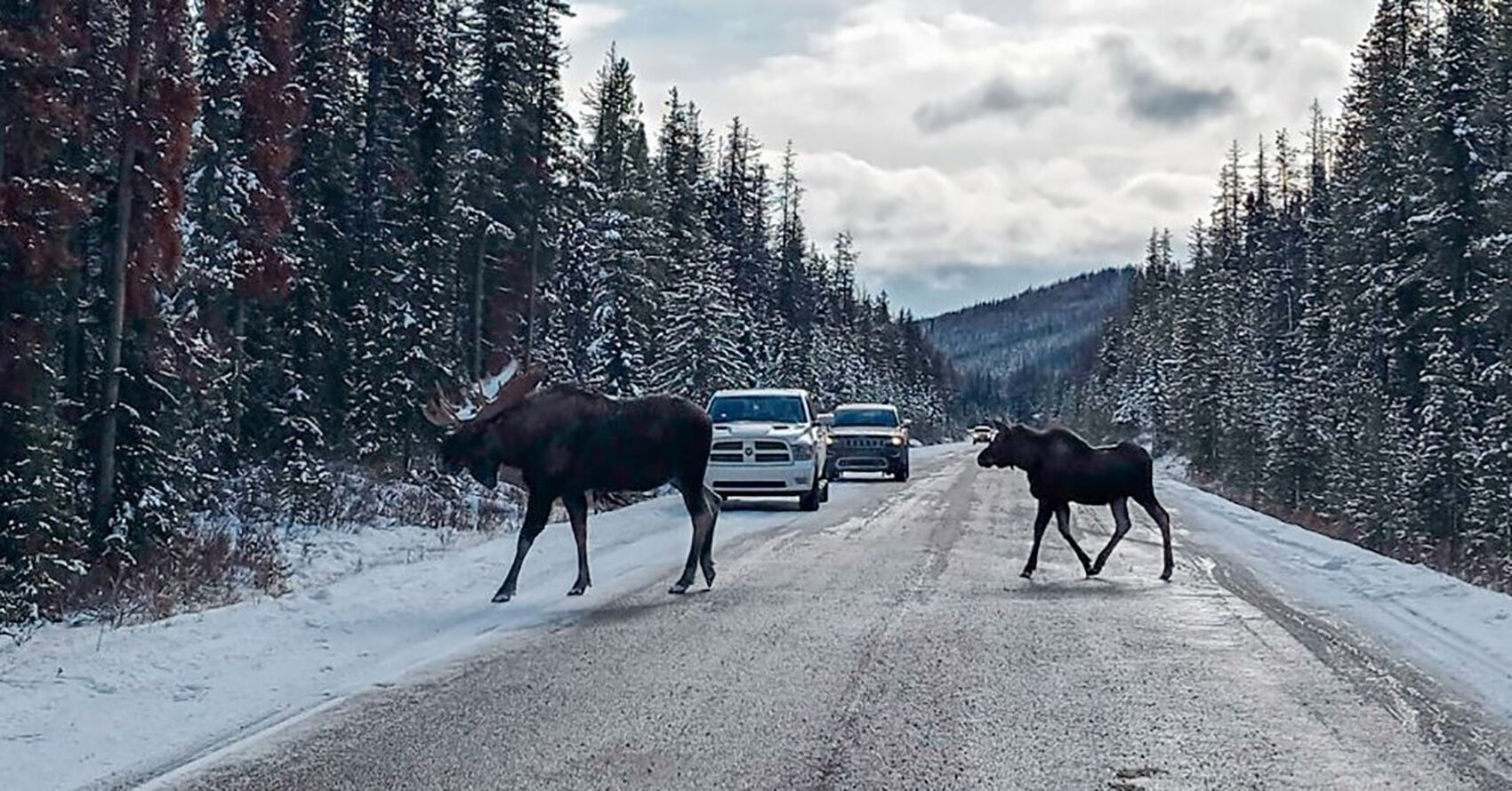 Canada moose